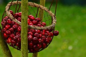 cherries-1503974__340