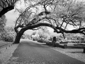 cemetery-1635876_960_720