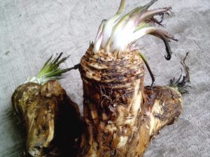 horseradish-plant-root-big