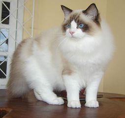 254px-Ragdoll_from_Gatil_Ragbelas