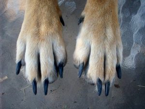 paws-459713_960_720