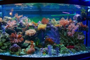 colored-aquarium-pebbles