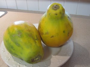 1a Strawberry Sunrise Papaya